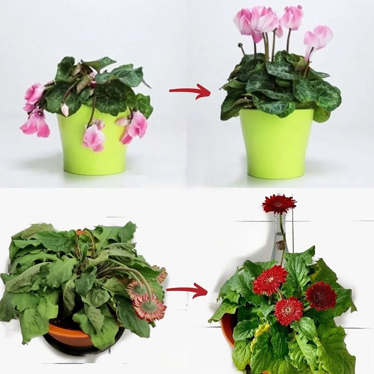 Plant Fertilizer PlantaJet